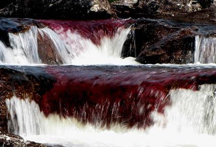 Caño Cristales wajahat22-2-2013 (